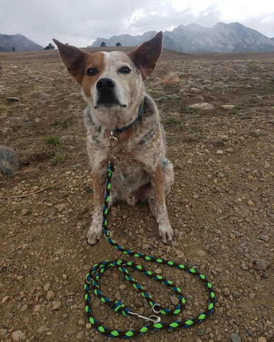 Custom Leash with O-Rings Scattered Along Order Form