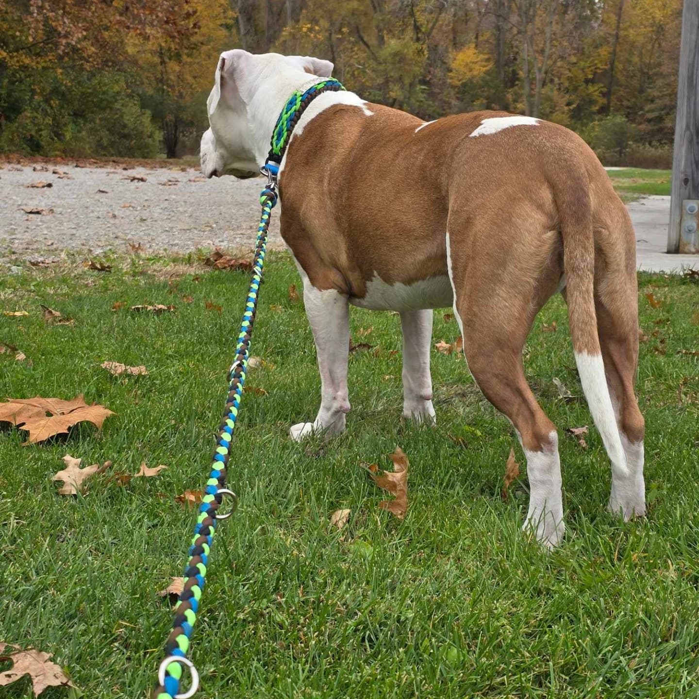 Custom Leash with O-Rings Scattered Along Order Form